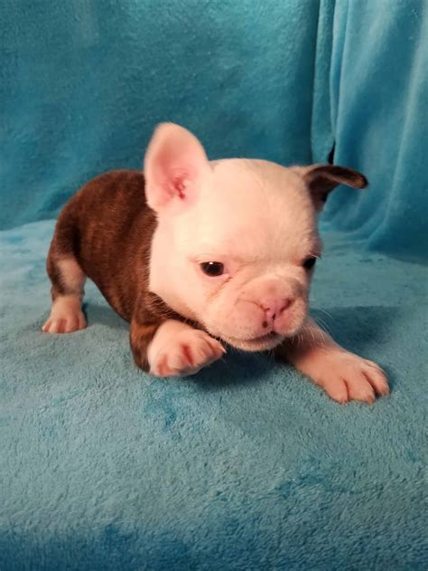 frenchtons puppies|pictures of frenchton puppies.